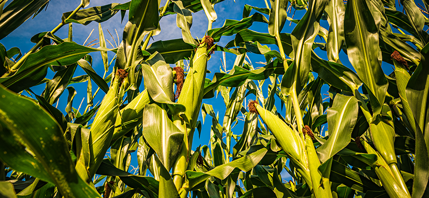 Zinc: A Key Nutrient for Plant Health
