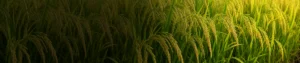 Zinc Phosphide 80% W/W